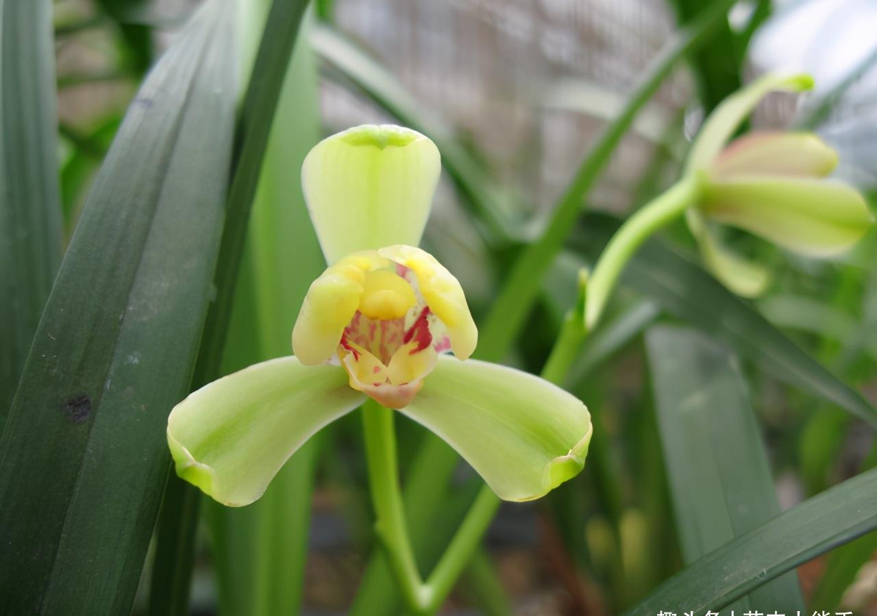 一品梅,适合新手养的兰花,香味扑鼻,花量极大,深受兰友们喜爱