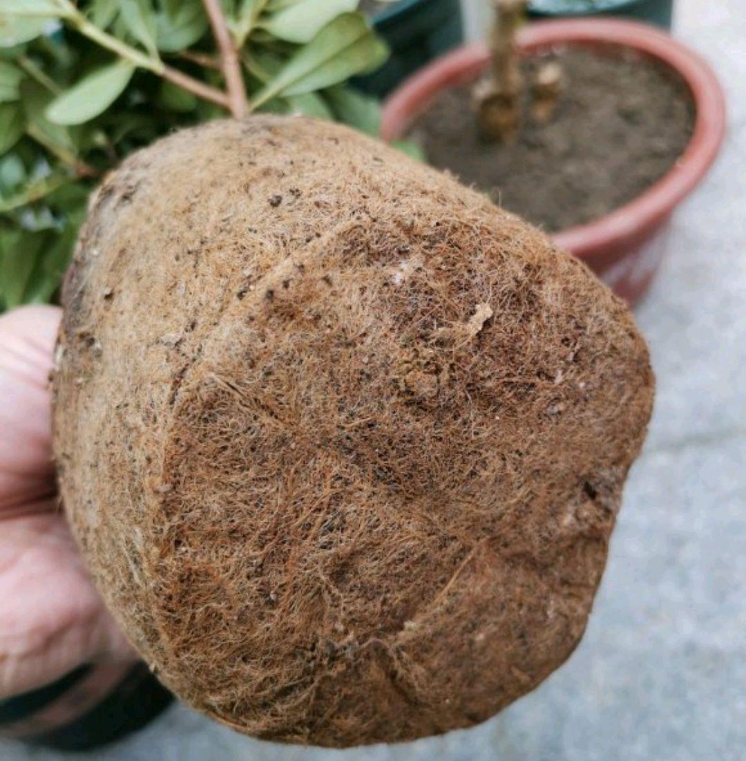 买回来的杜鹃花直接上盆容易掉光叶?花友说要弄散根系是真的吗?