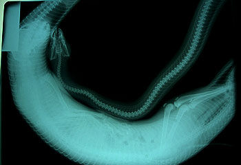 医生活捉巨蟒后,给其照x光,看到这一幕后震惊了