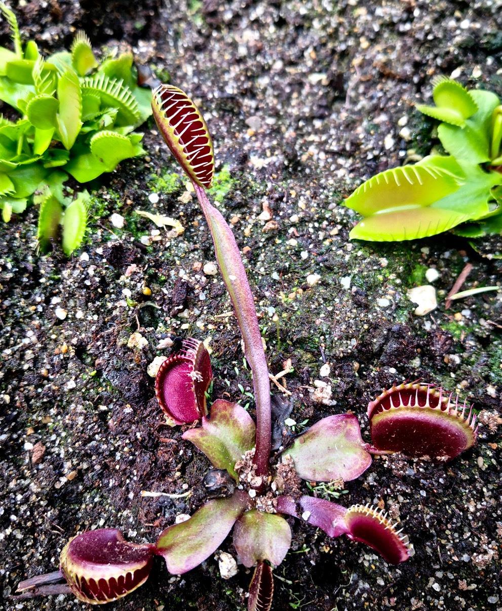 食人植物没见过 但神奇的食肉植物就在这里