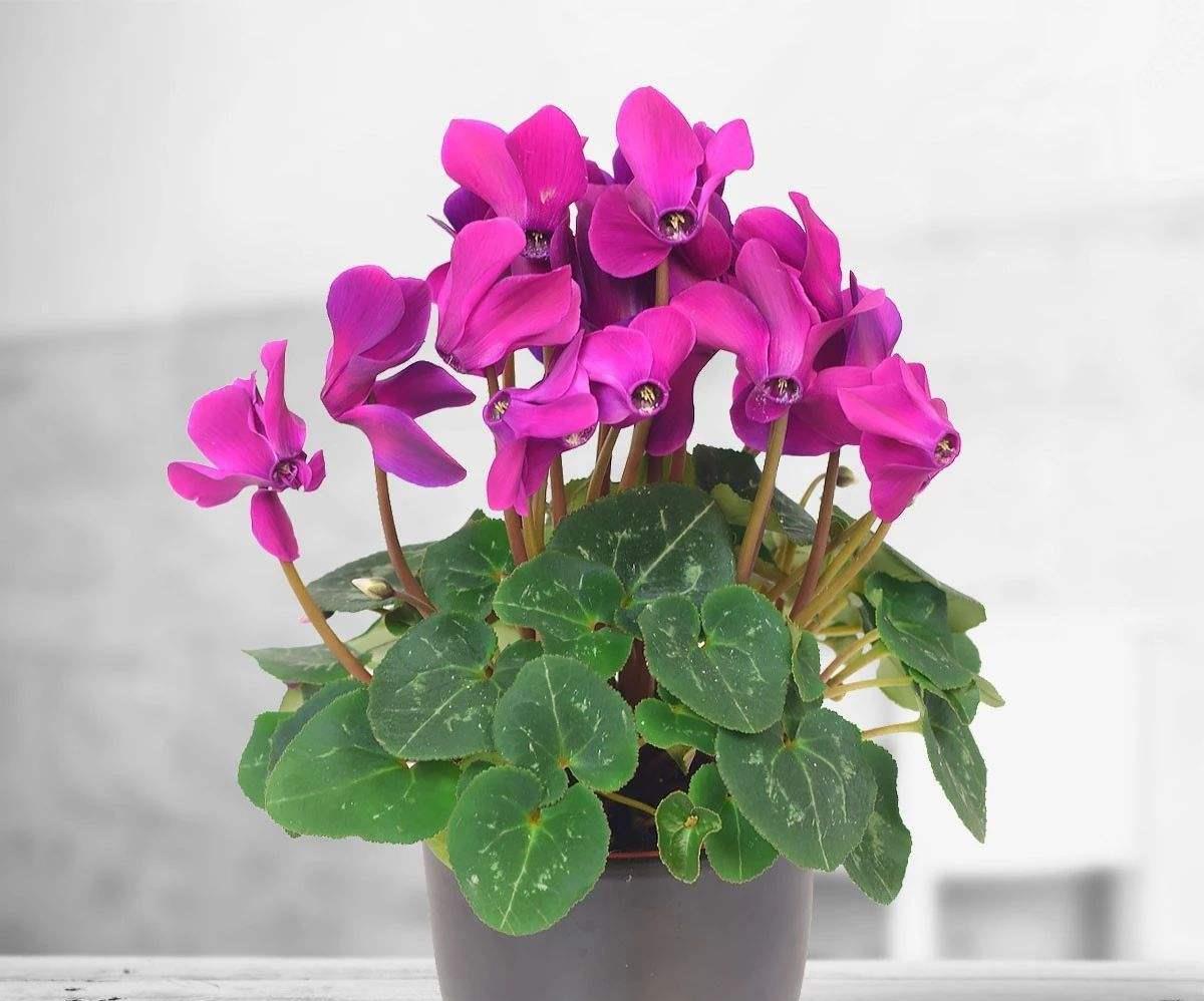 冬天养仙客来学会几个技巧让它花开满盆