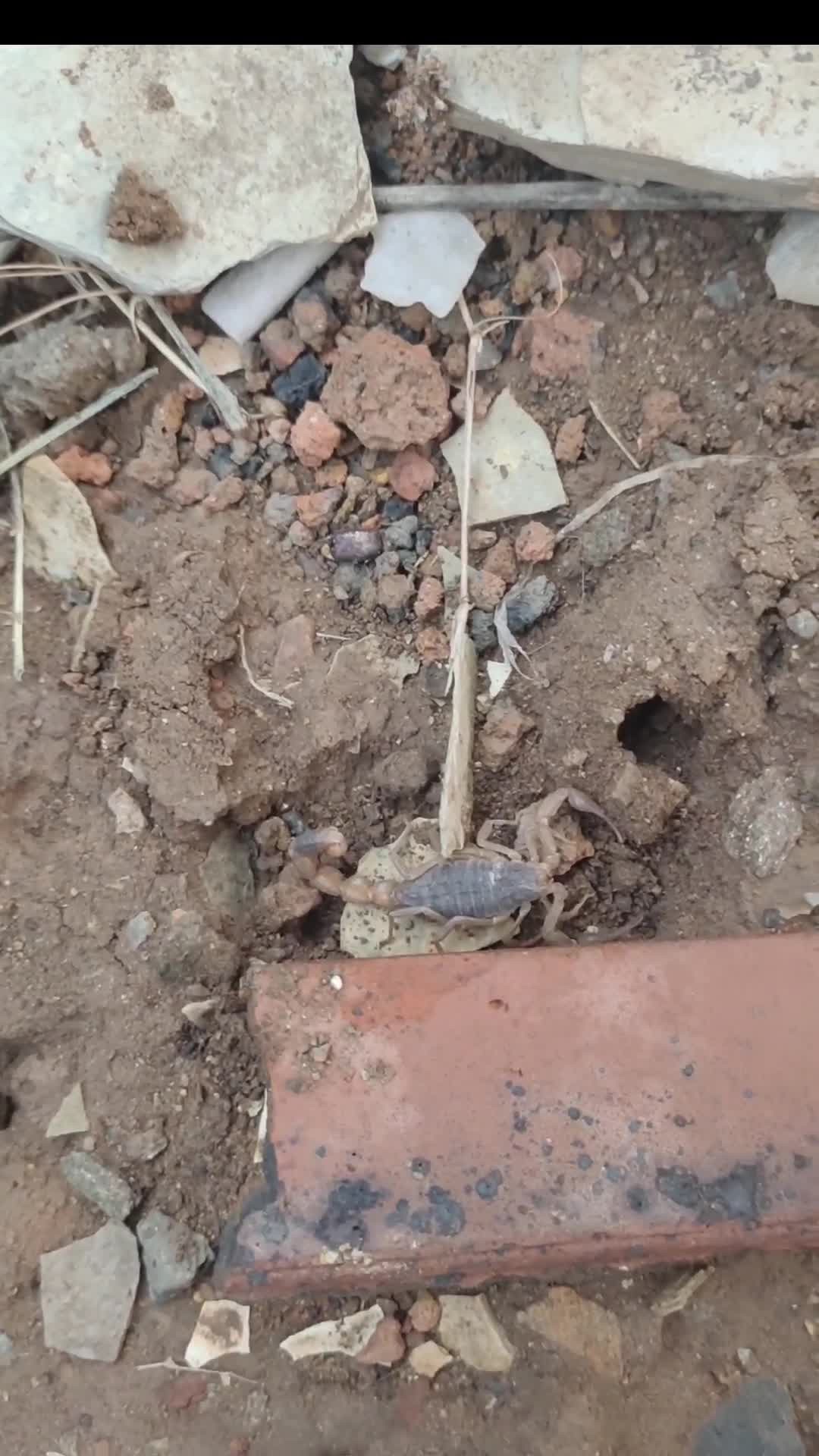 养殖蝎子需要窝土