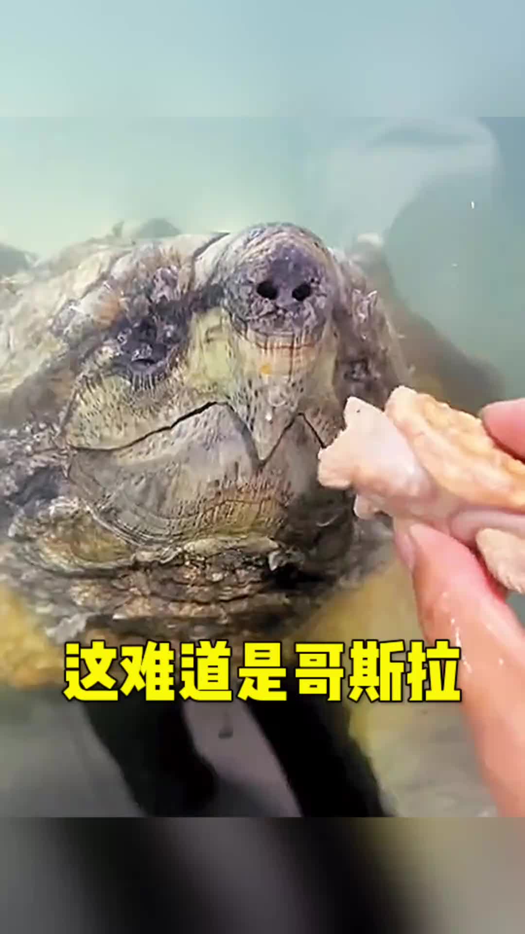 难道这就是哥斯拉