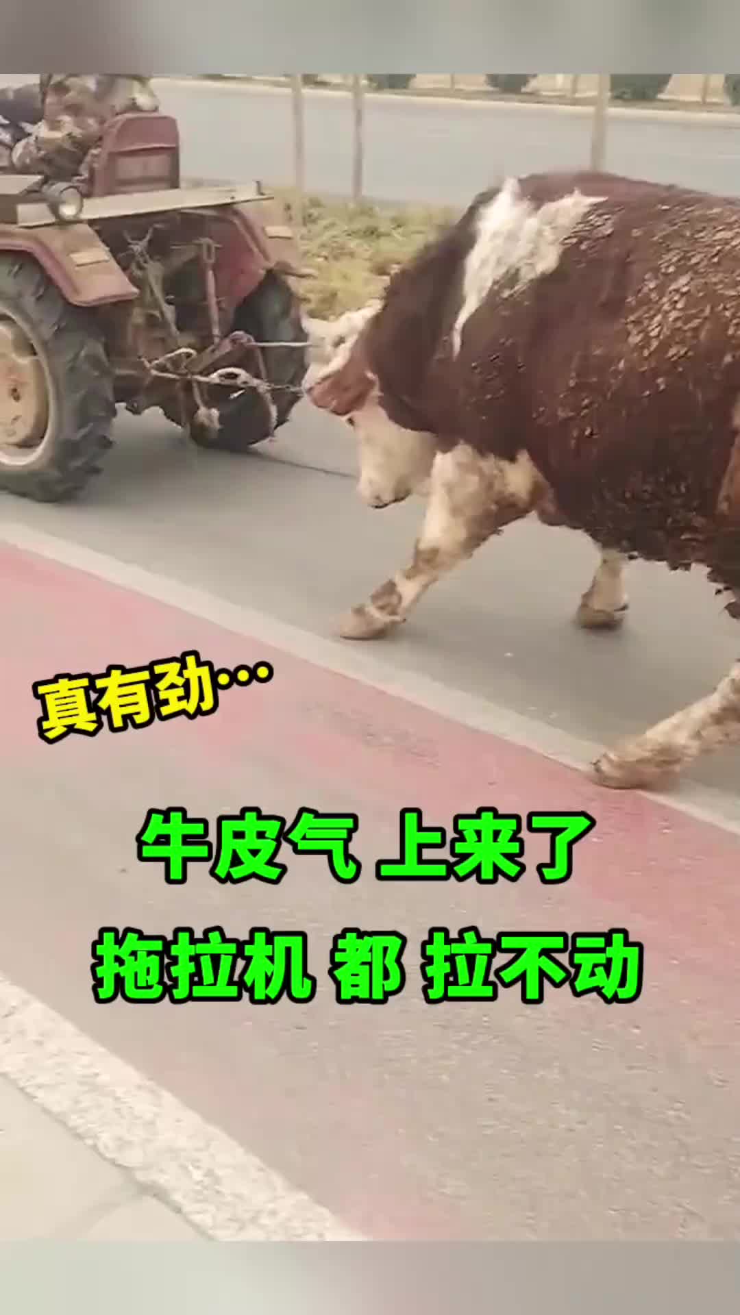 牛脾气上来了，拖拉机都拉不动