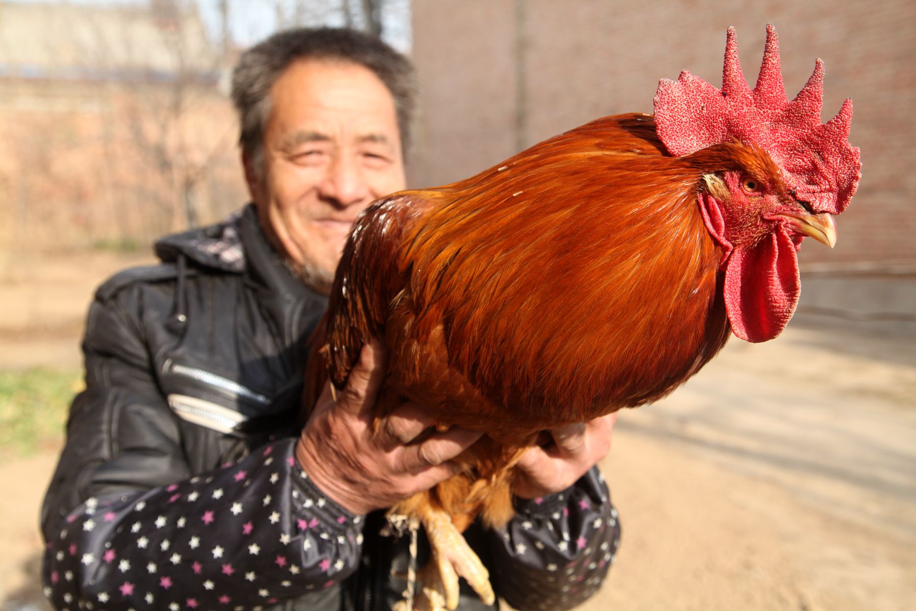 说陕西省黄河岸边的渭南市农村,有位姓秦的大哥,家里养着一只"凤凰鸡"