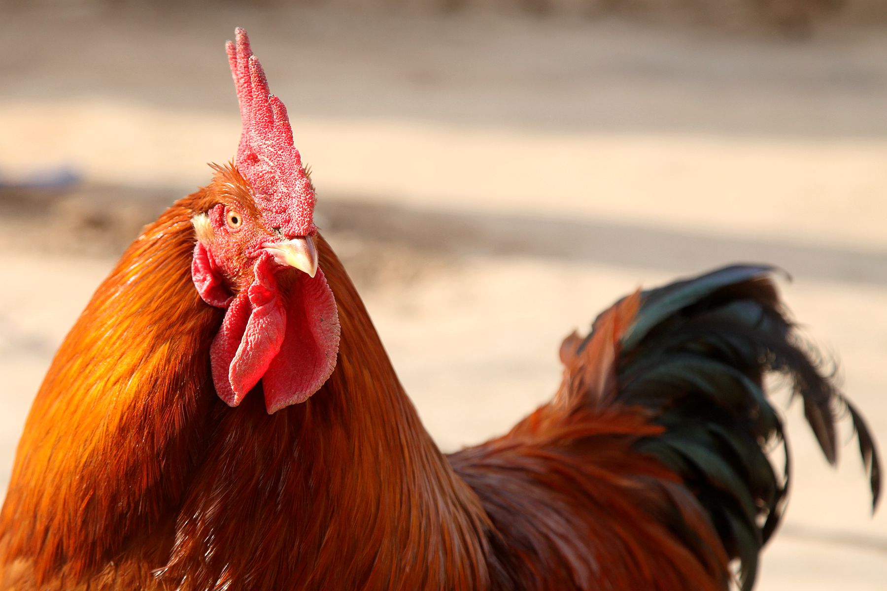 陕西农民大哥家有凤凰鸡躲过2次劫难会看家护院高价不卖