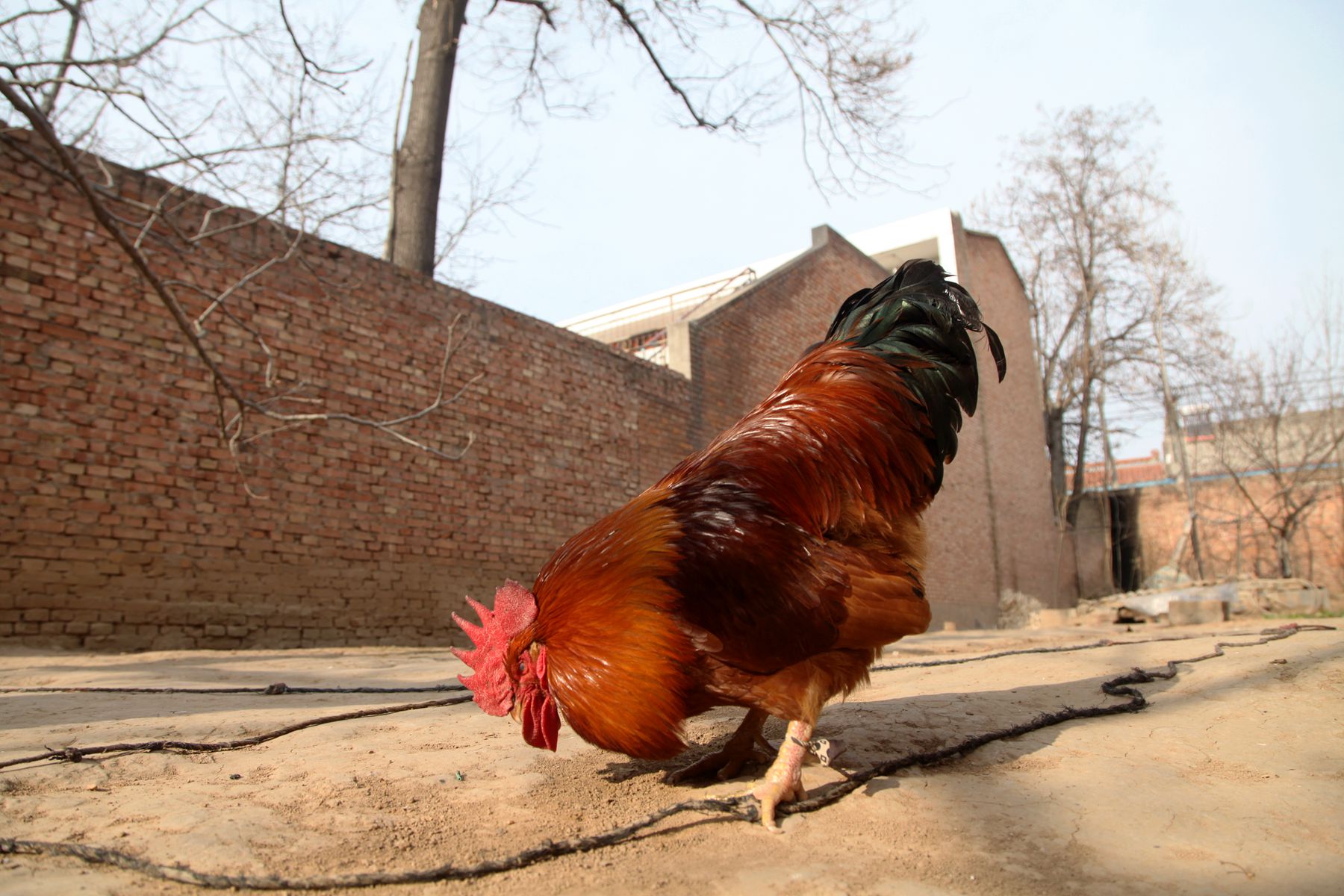 陕西农民大哥家有凤凰鸡躲过2次劫难会看家护院高价不卖