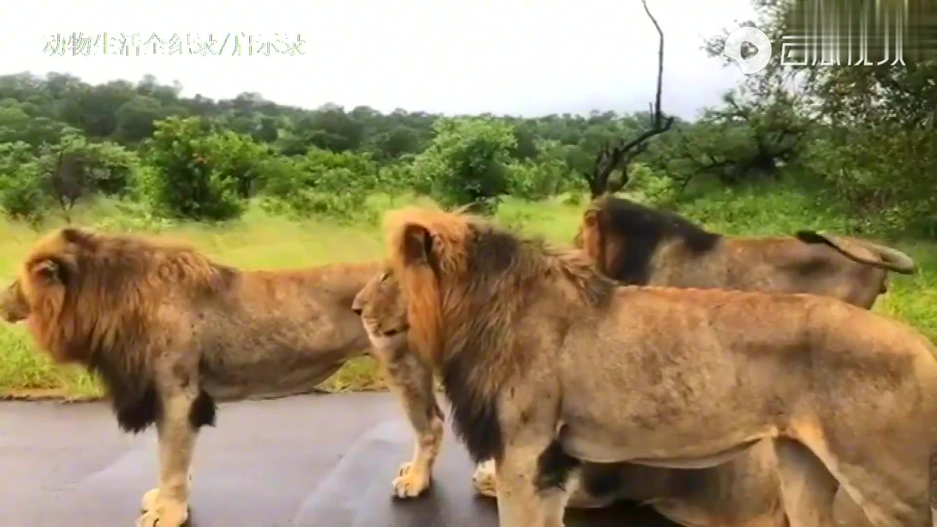 曼联雄狮联盟:2020年克鲁格公园一哥,四头雄狮在公路上太拉风了