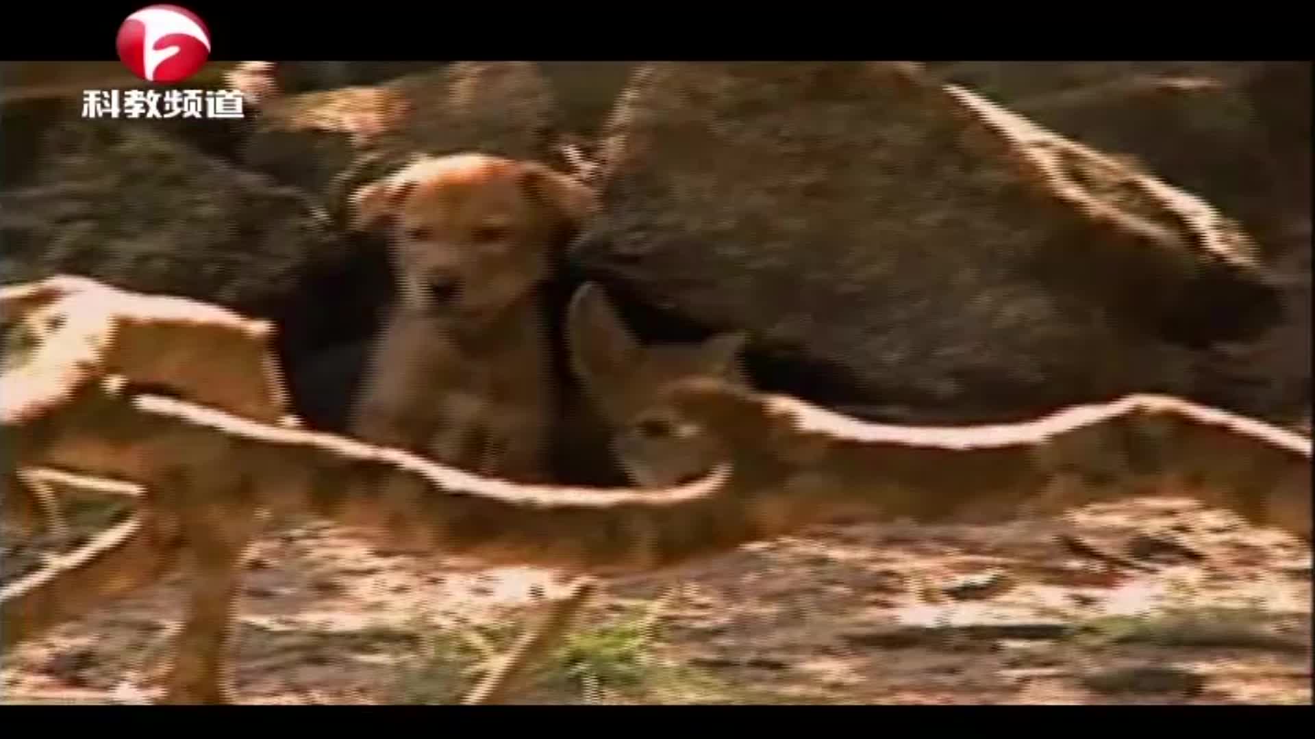 幼狼在出生后的六个月里,要呆在一个地方不动,直到会捕猎|娱乐|热门|爆笑_新浪新闻