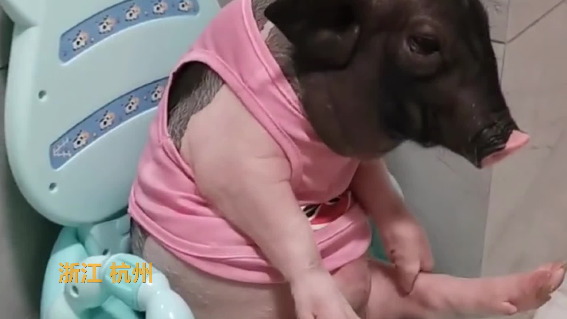 2分钟告诉你这只粉色小猪如何秒变"印钞猪"