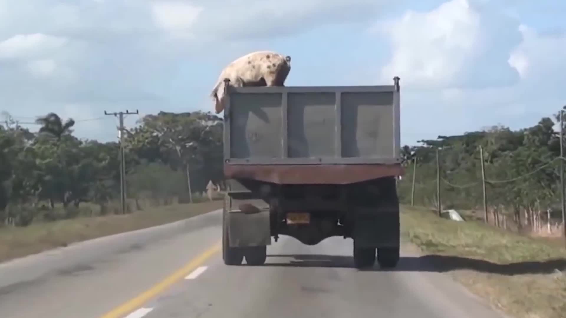 母猪从车上一跃而下结果猪算不如天算镜头拍下搞笑一幕