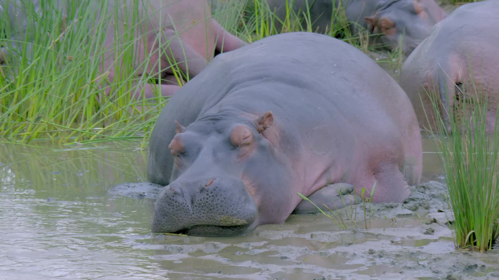 胖胖的河马看起来又大又笨重,没想到在水里这么敏捷