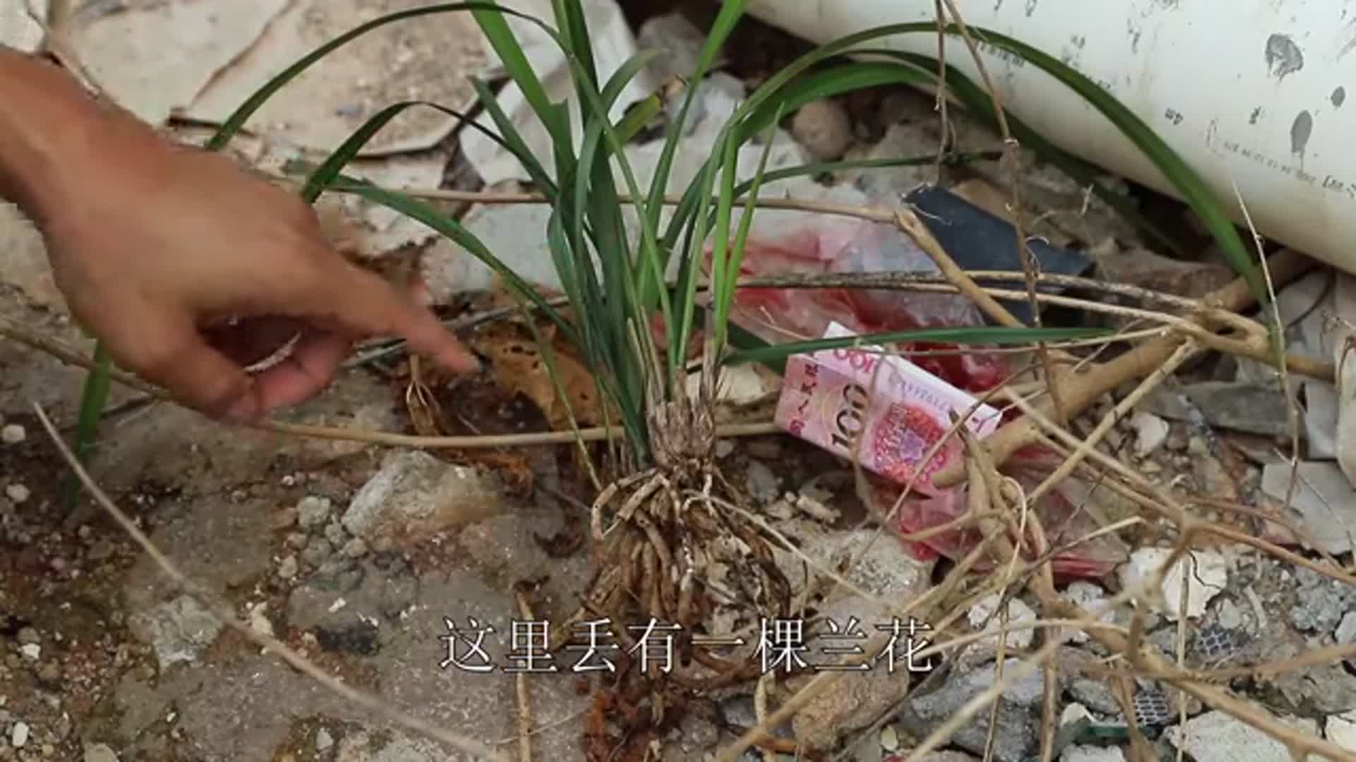 别墅旁边发现一棵被丢弃的兰花，捡起来一看真是“宝贝”