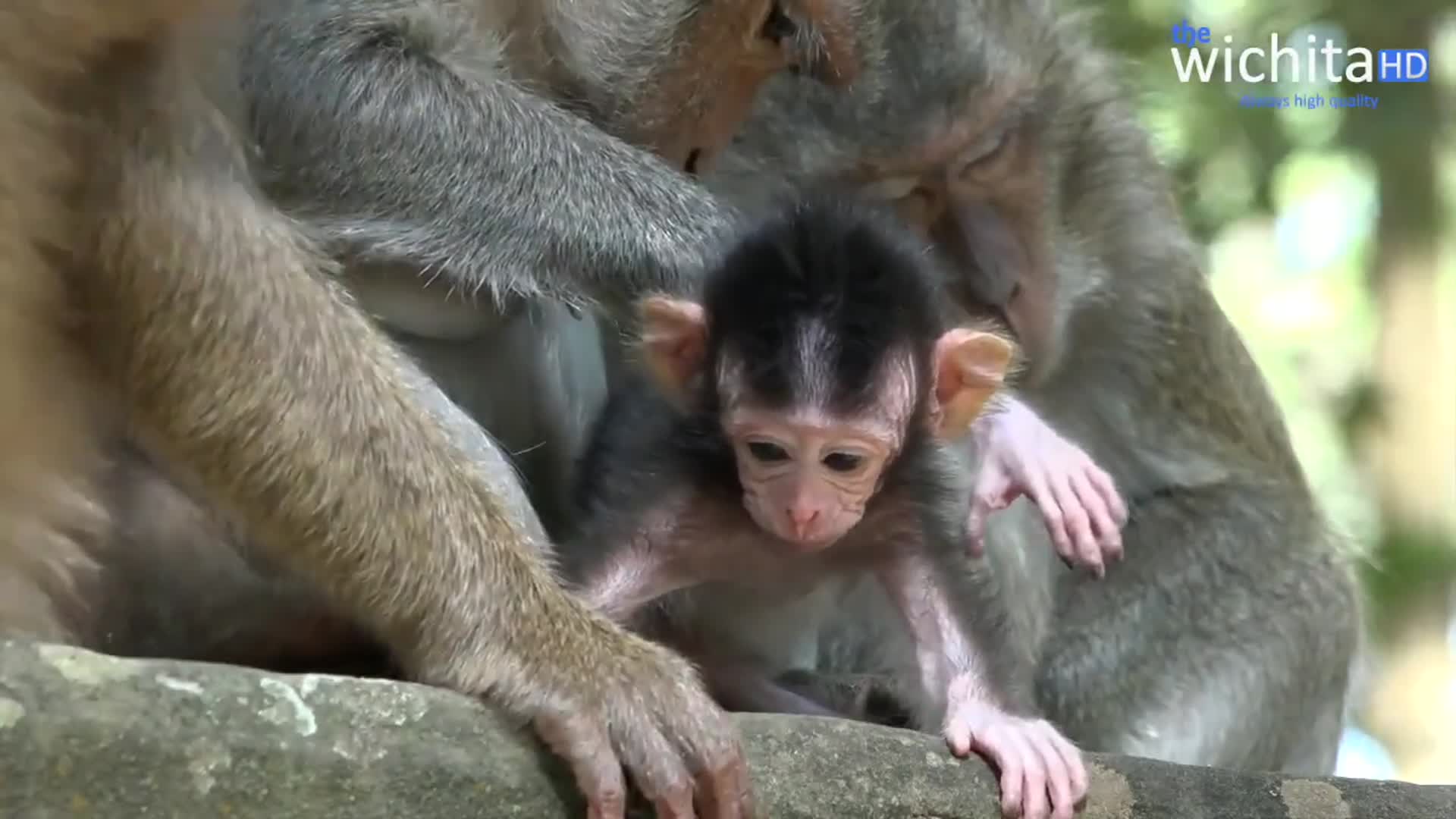 猴宝宝看起来很可爱,妈妈:我现在和你在一起很开心!