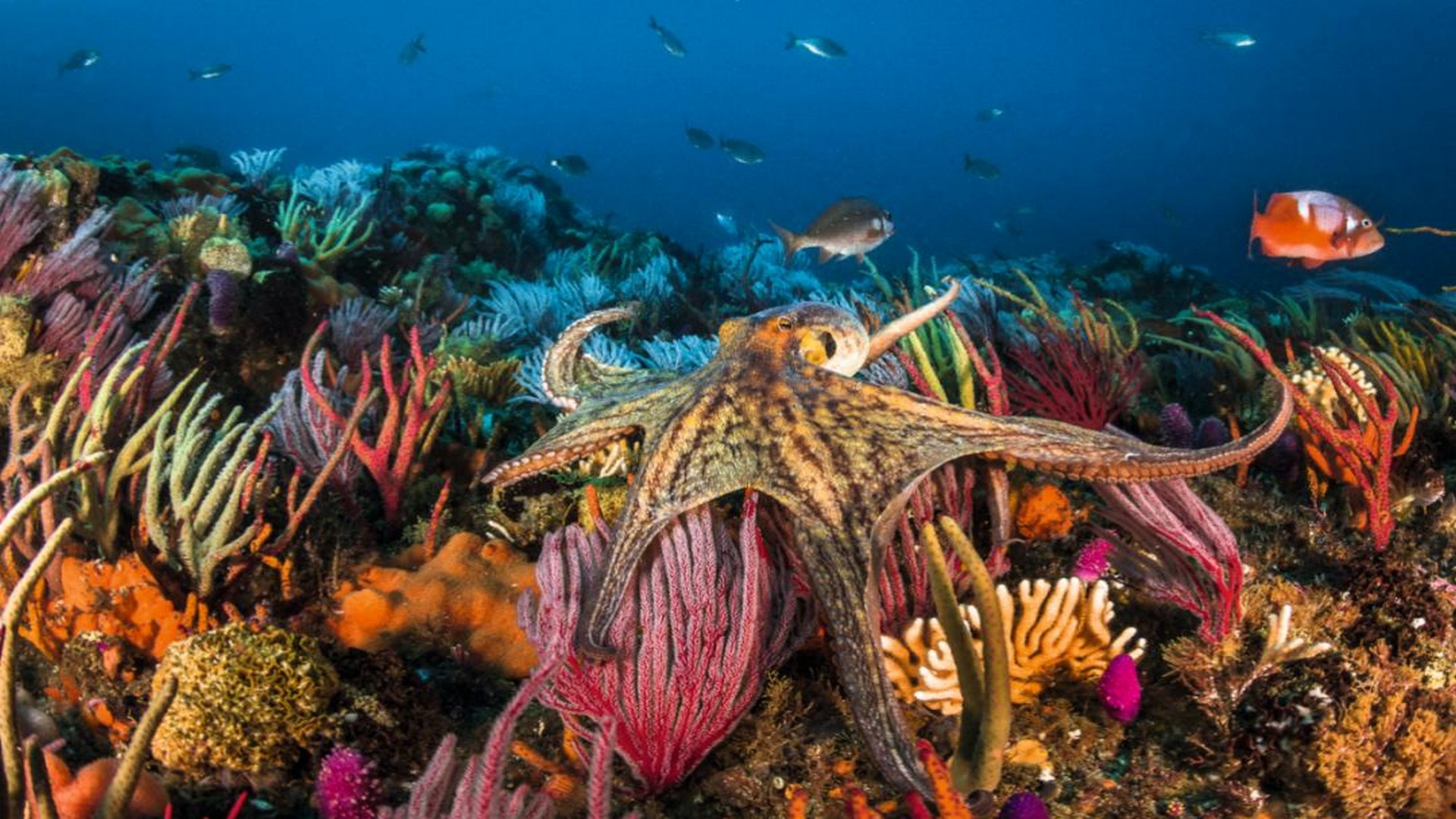 一些鲜为人知的南极海洋生物像是通往另一个世界的魔幻之门