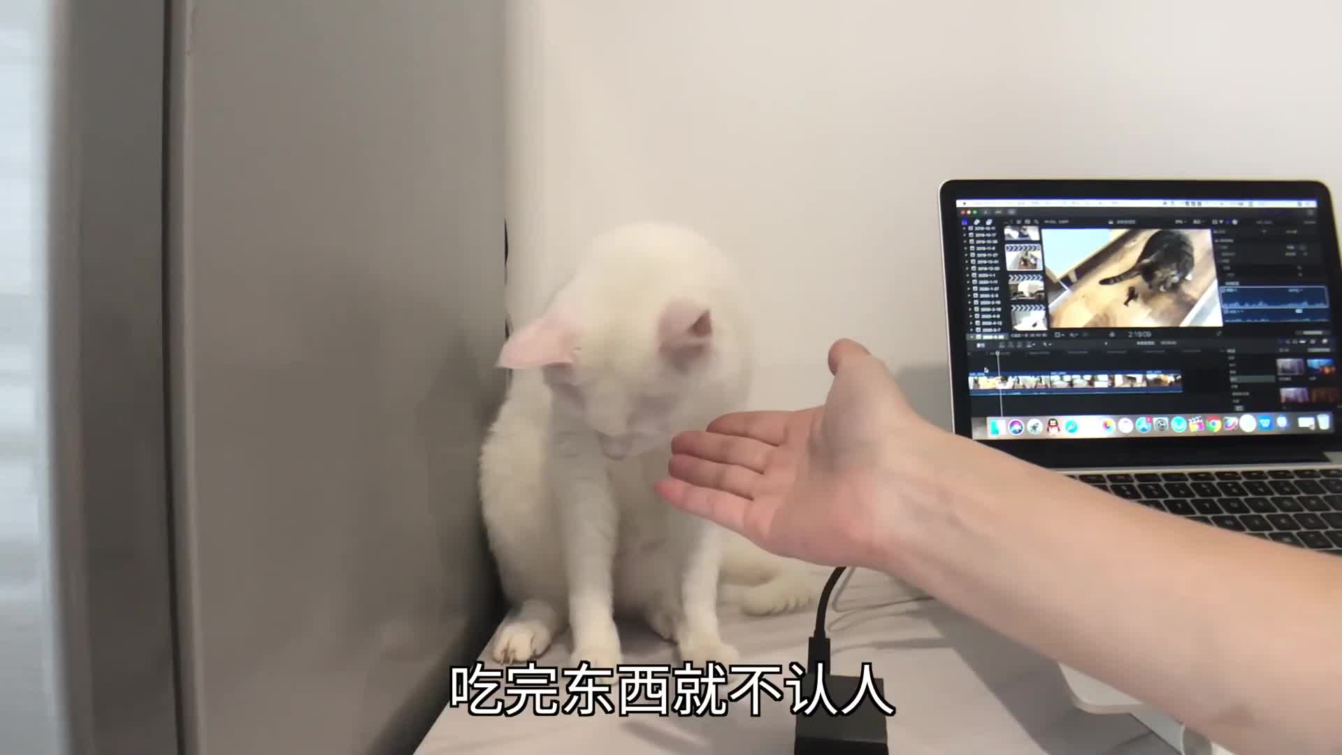 猫咪:一脚踢飞你