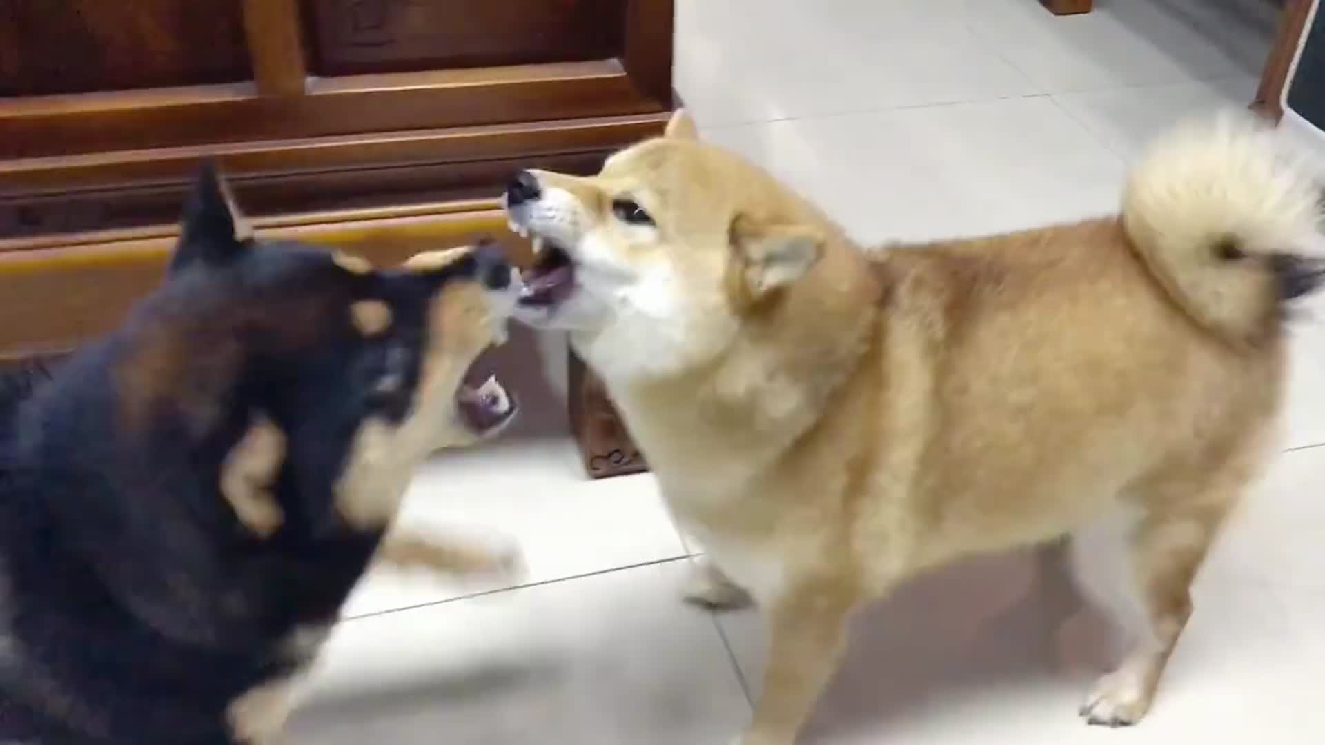 狗狗小两口吵架和人类一样一样的每日一笑欢乐有