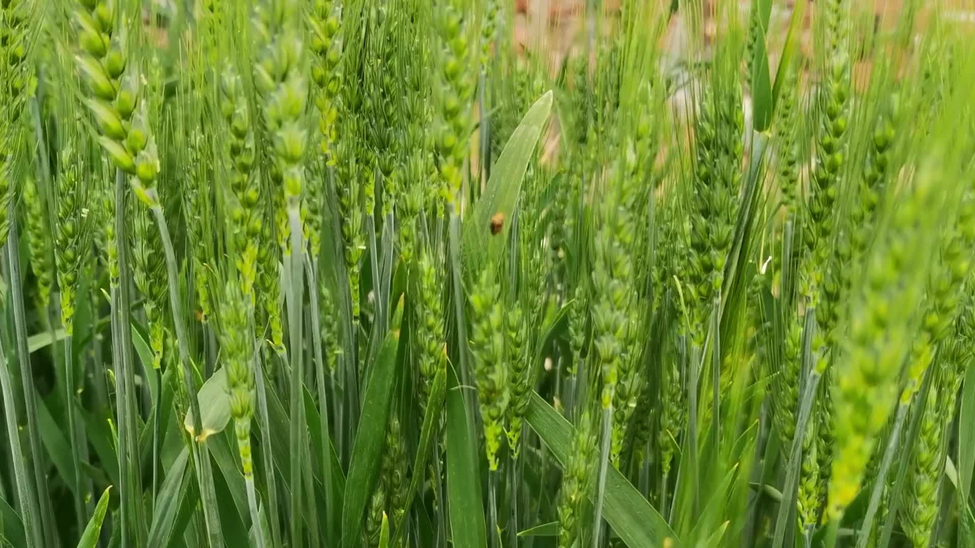 青麦穗上的瓢虫原创视频