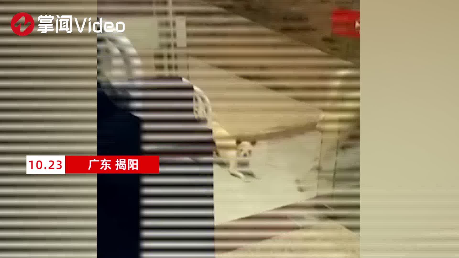 狗狗不停在门前转圈求助,店员机智跟上,成功解救被困狗崽_新浪新闻
