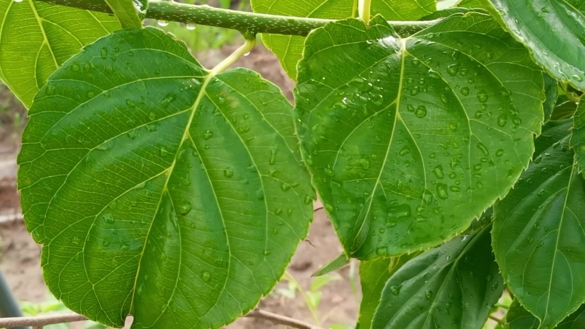 软枣树叶子图片图片