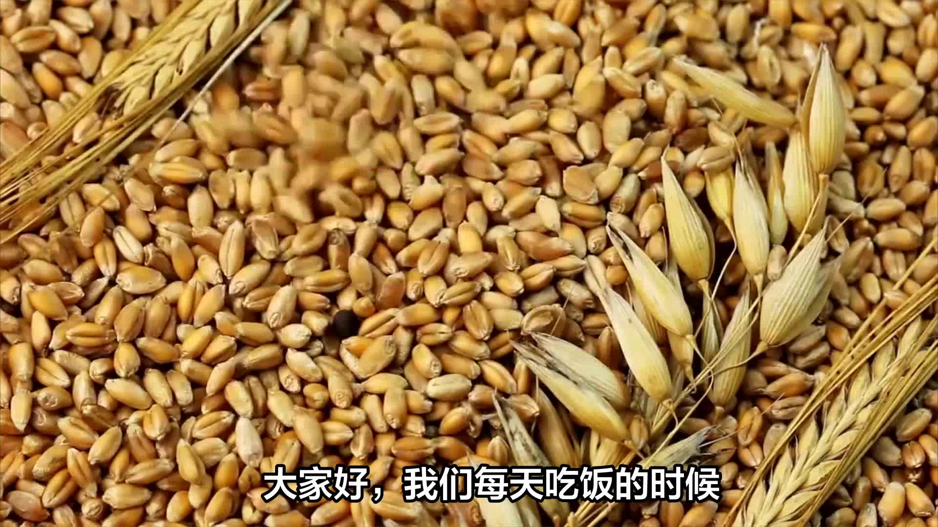 大麦与小麦有什么区别?营养价值一样吗?大麦是什么粮食?_新浪新闻