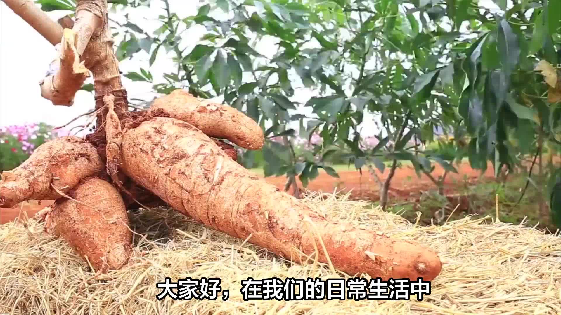 木薯和红薯有什么区别?有毒的木薯被做成了粉条,还能不能吃?_新浪新闻