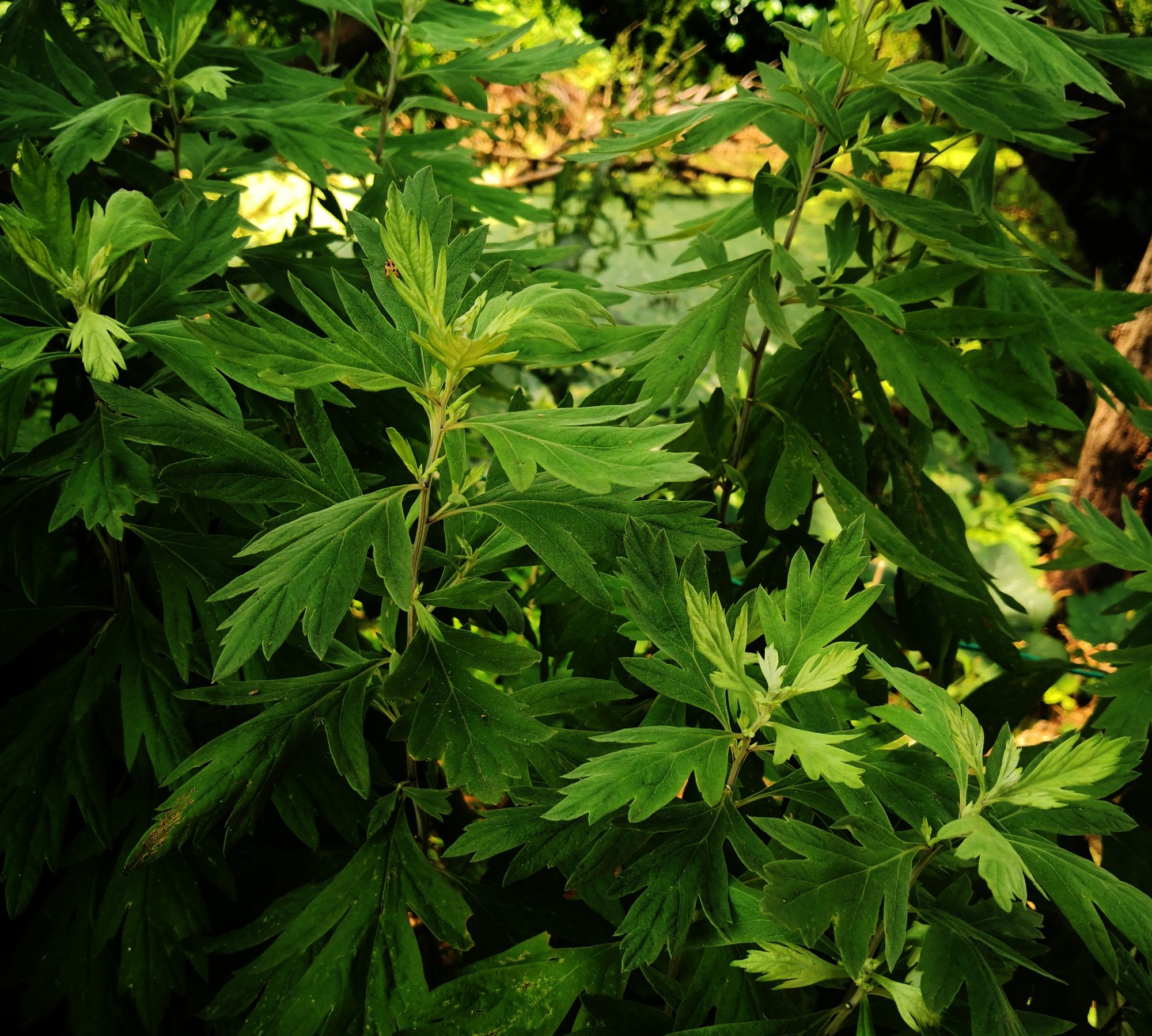 香艾——相爱,愿你在初夏遇见惊艳了时光的人