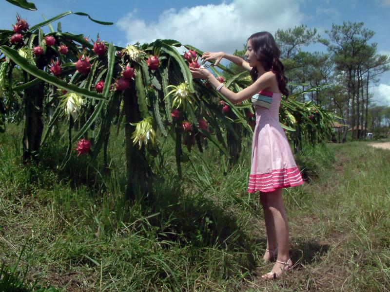 美女主播帮忙卖20万斤火龙果一周时间内卖完让人难以置信