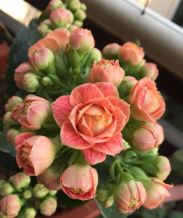 长寿花里的"5个经典品种",各有各的美,看完都想养一盆__财经头条