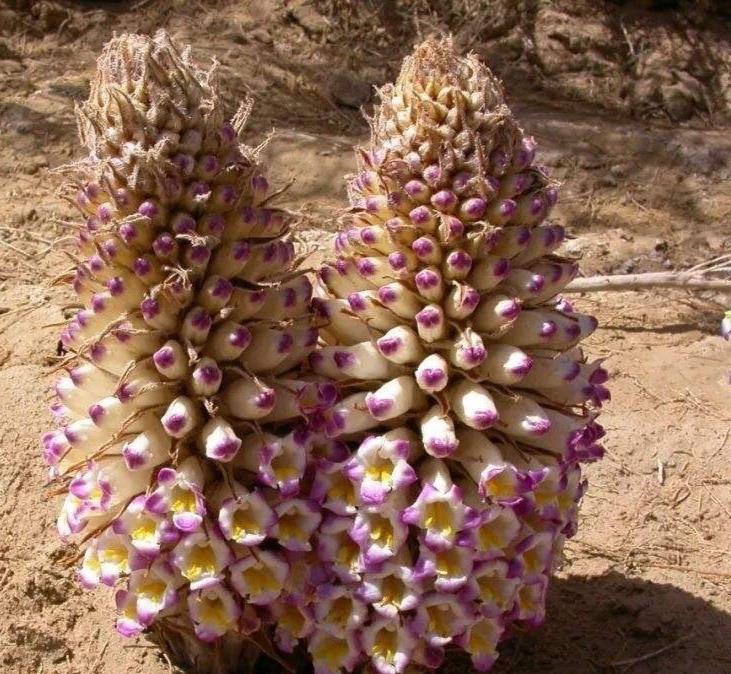 大芸花深度游,与你相约