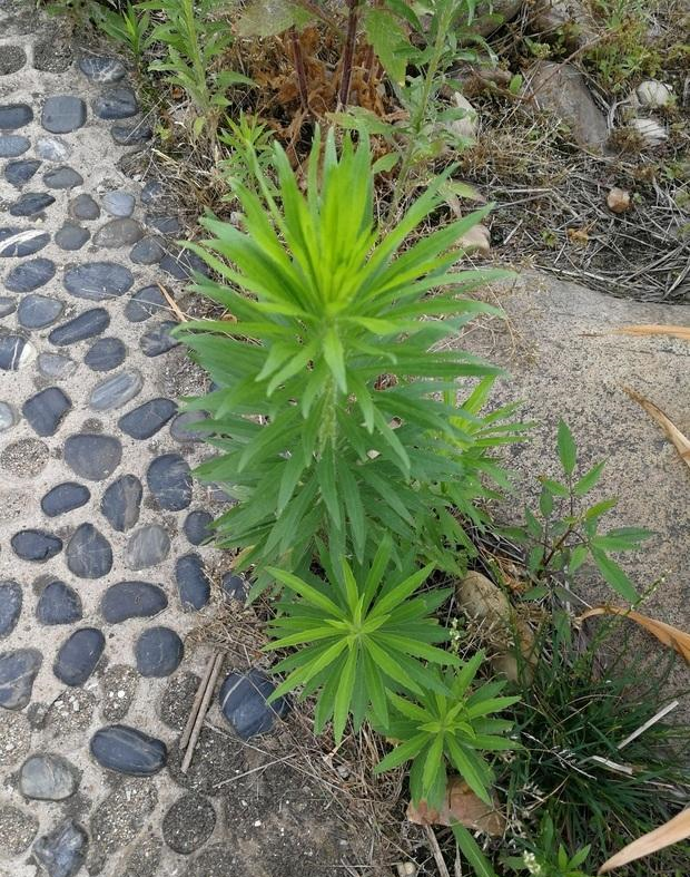 此物名为醉酒草是治疗肠胃特效药路边就有见了带走