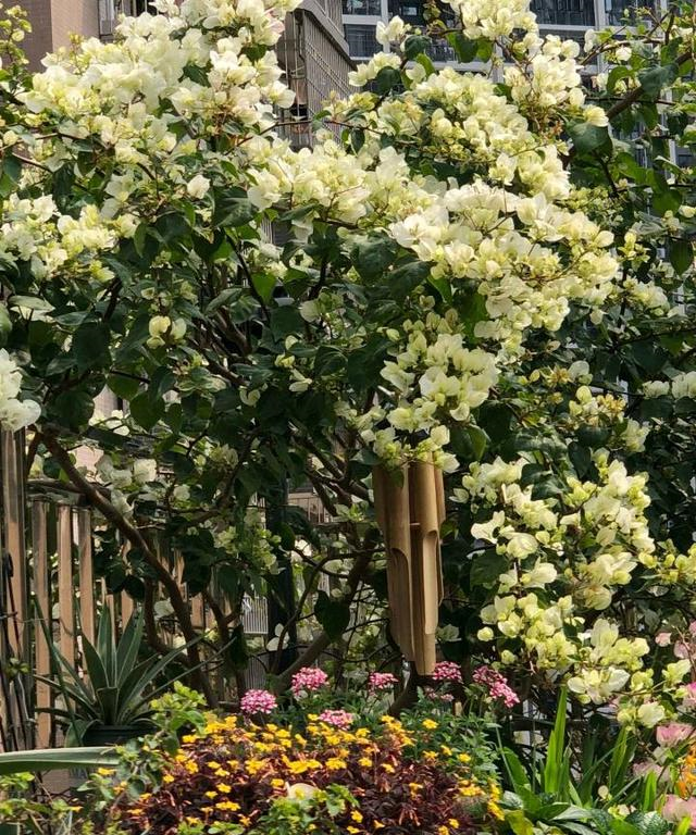 小区一户人家，院子里种的花太美了，大家见了都说真想搬进去住休闲区蓝鸢梦想 - Www.slyday.coM