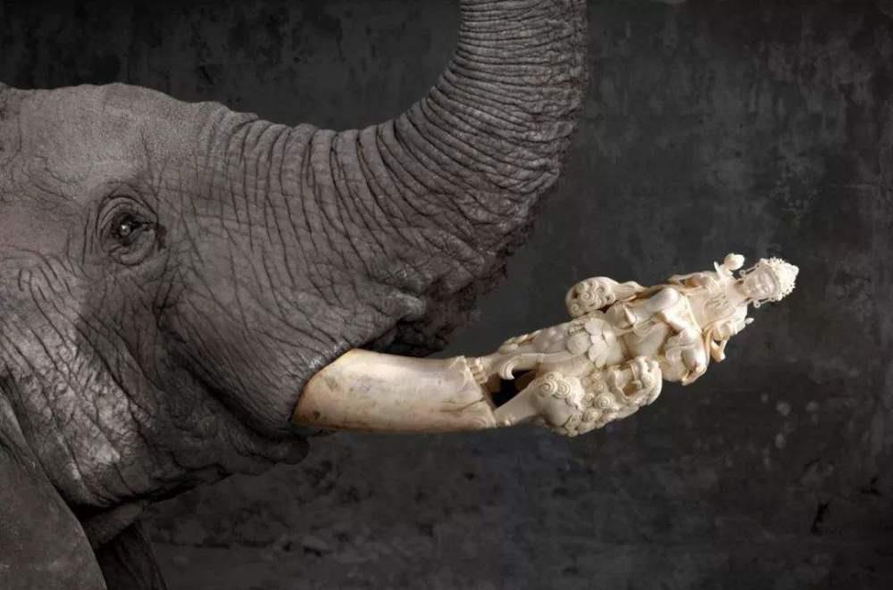 工作人员割下大象的牙齿,看似很残忍,其实却是在帮它"保命"