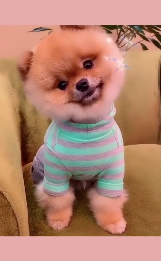 这只小博美犬掌握了歪头杀的精髓,笑得可开心了,好想亲一口!