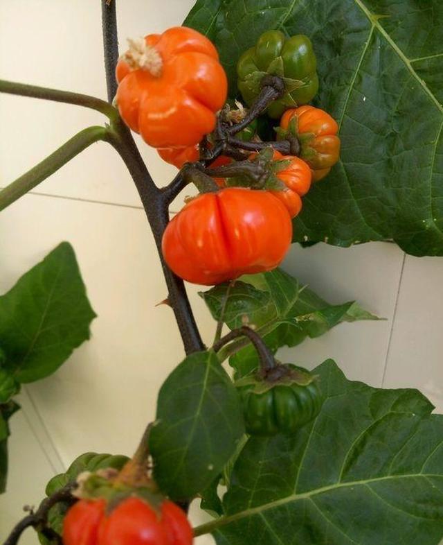 一番,发现有些人叫它南瓜茄,有的人叫它南非红茄子,也有人说是旋花茄