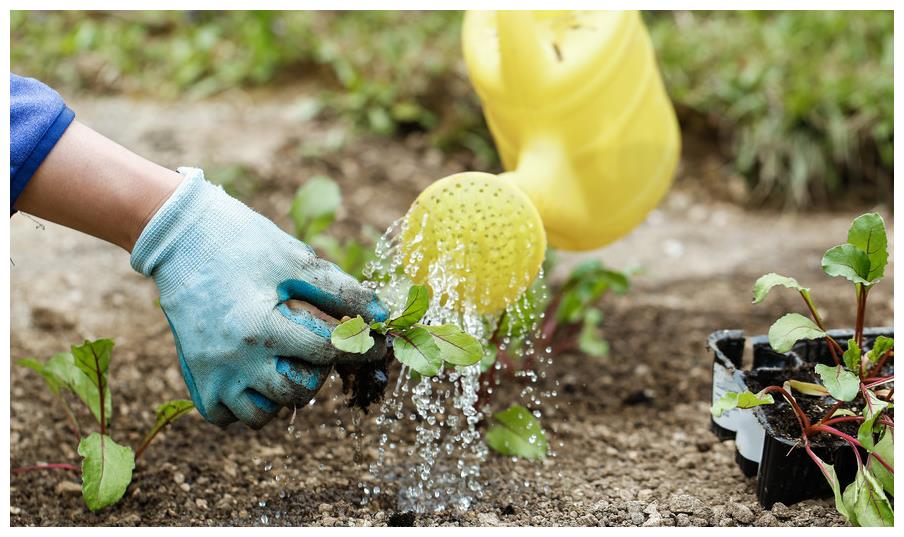 花卉施肥有分类,掌握细节,根系爆盆年年开花,现在知道来得及__财经