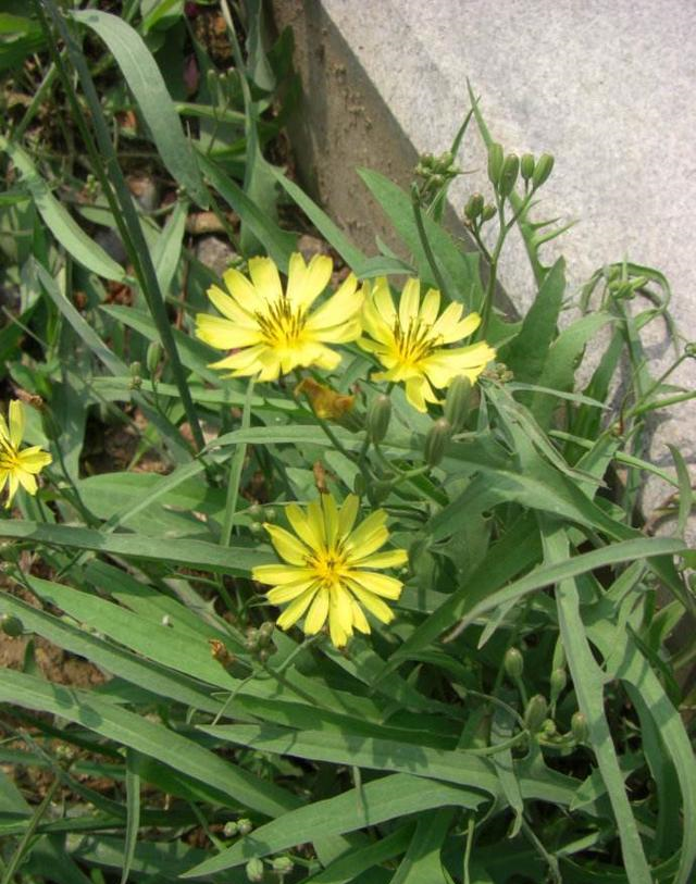 野菜|剪刀|苦菜_新浪新闻