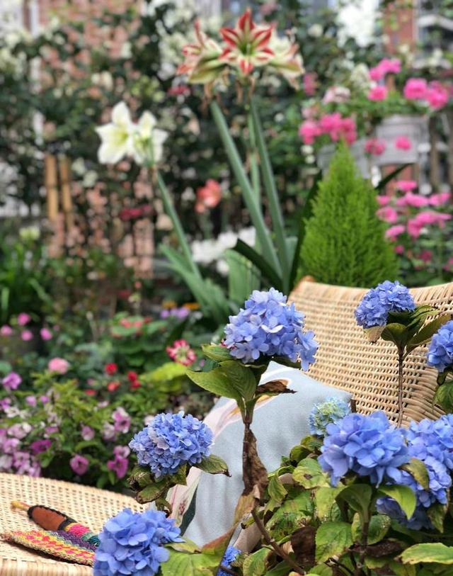 小区一户人家，院子里种的花太美了，大家见了都说真想搬进去住休闲区蓝鸢梦想 - Www.slyday.coM