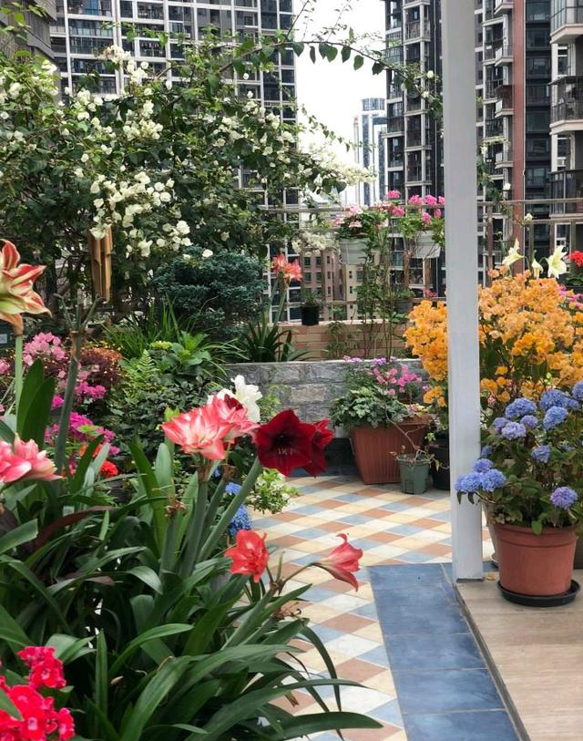 小区一户人家，院子里种的花太美了，大家见了都说真想搬进去住休闲区蓝鸢梦想 - Www.slyday.coM