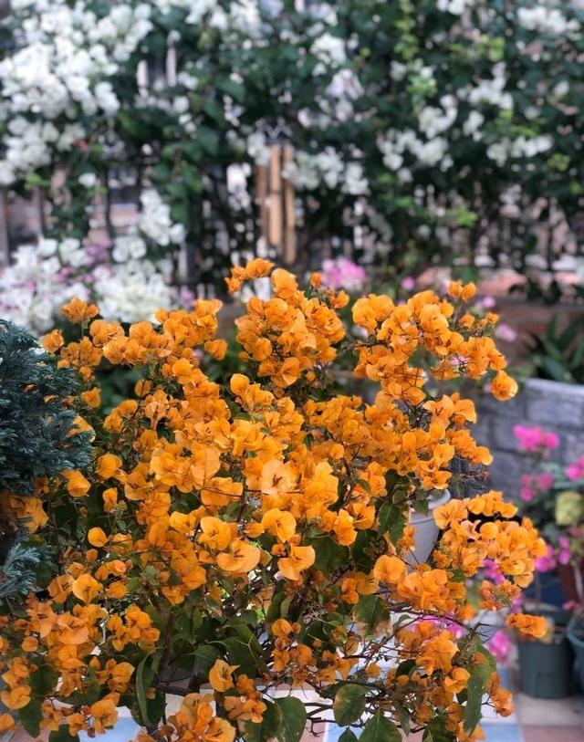 小区一户人家，院子里种的花太美了，大家见了都说真想搬进去住休闲区蓝鸢梦想 - Www.slyday.coM