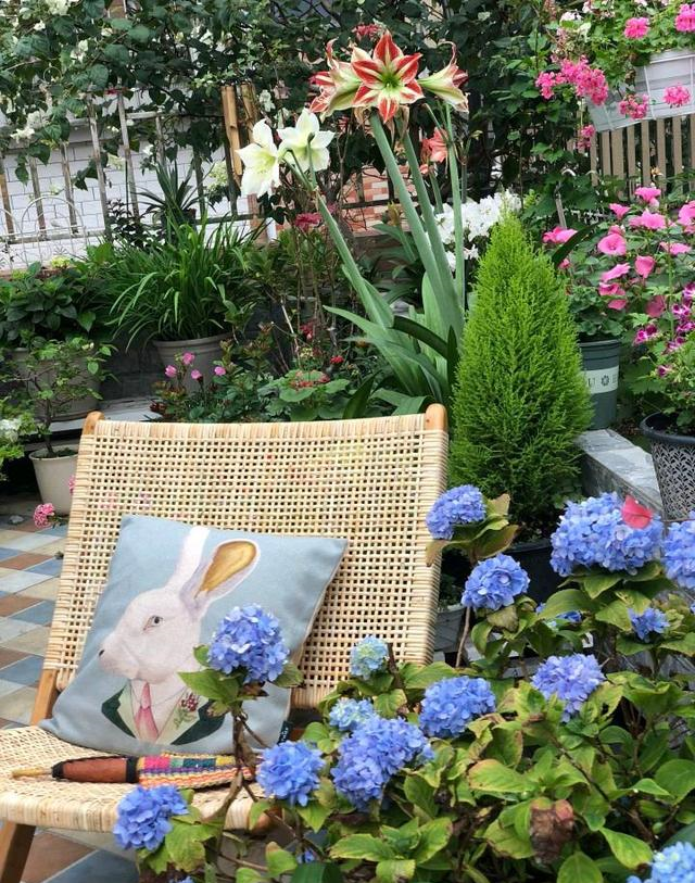 小区一户人家，院子里种的花太美了，大家见了都说真想搬进去住休闲区蓝鸢梦想 - Www.slyday.coM