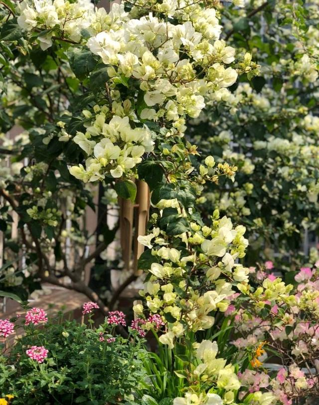 小区一户人家，院子里种的花太美了，大家见了都说真想搬进去住休闲区蓝鸢梦想 - Www.slyday.coM