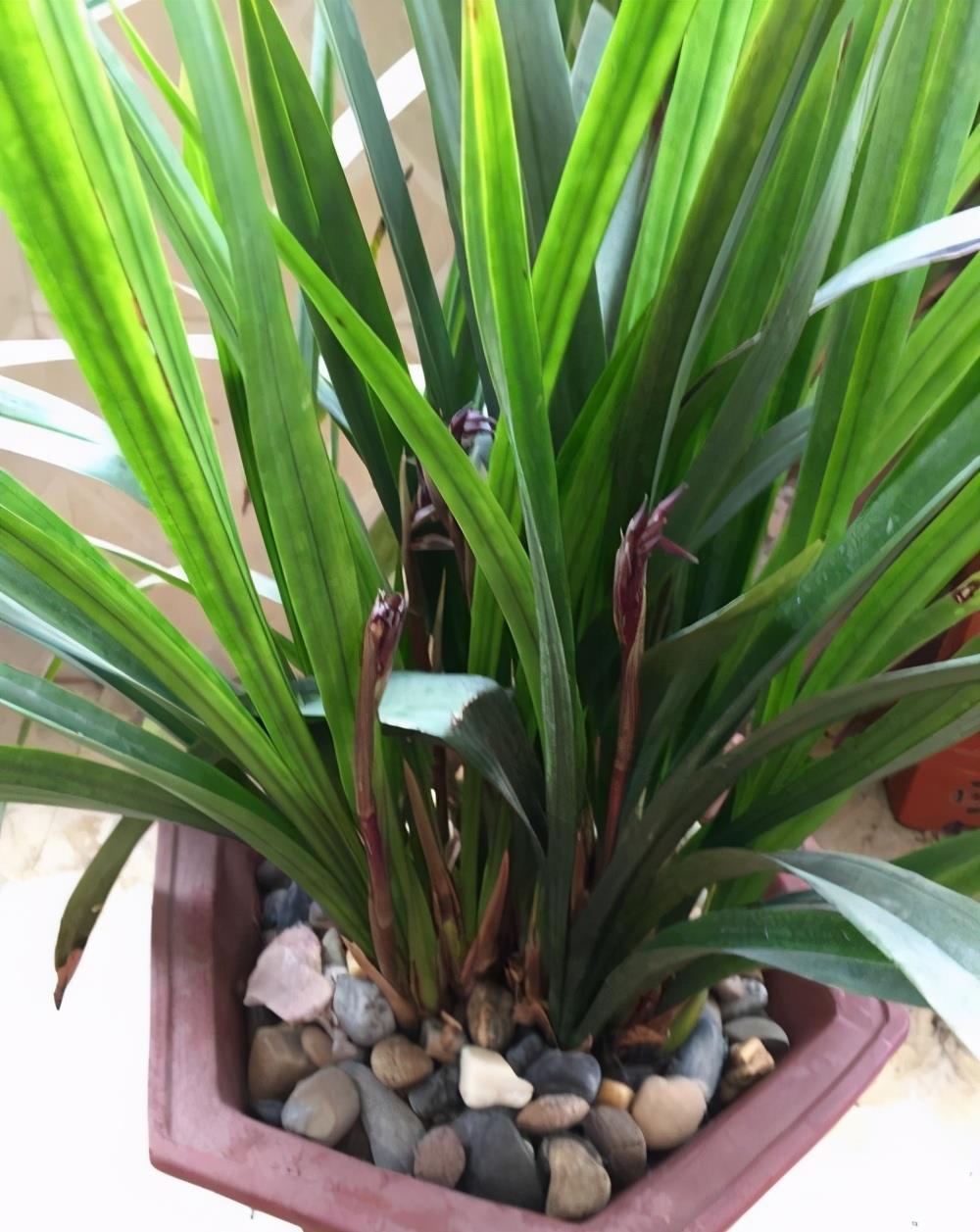 花香四溢的墨兰积极生长开花这样养更旺盛