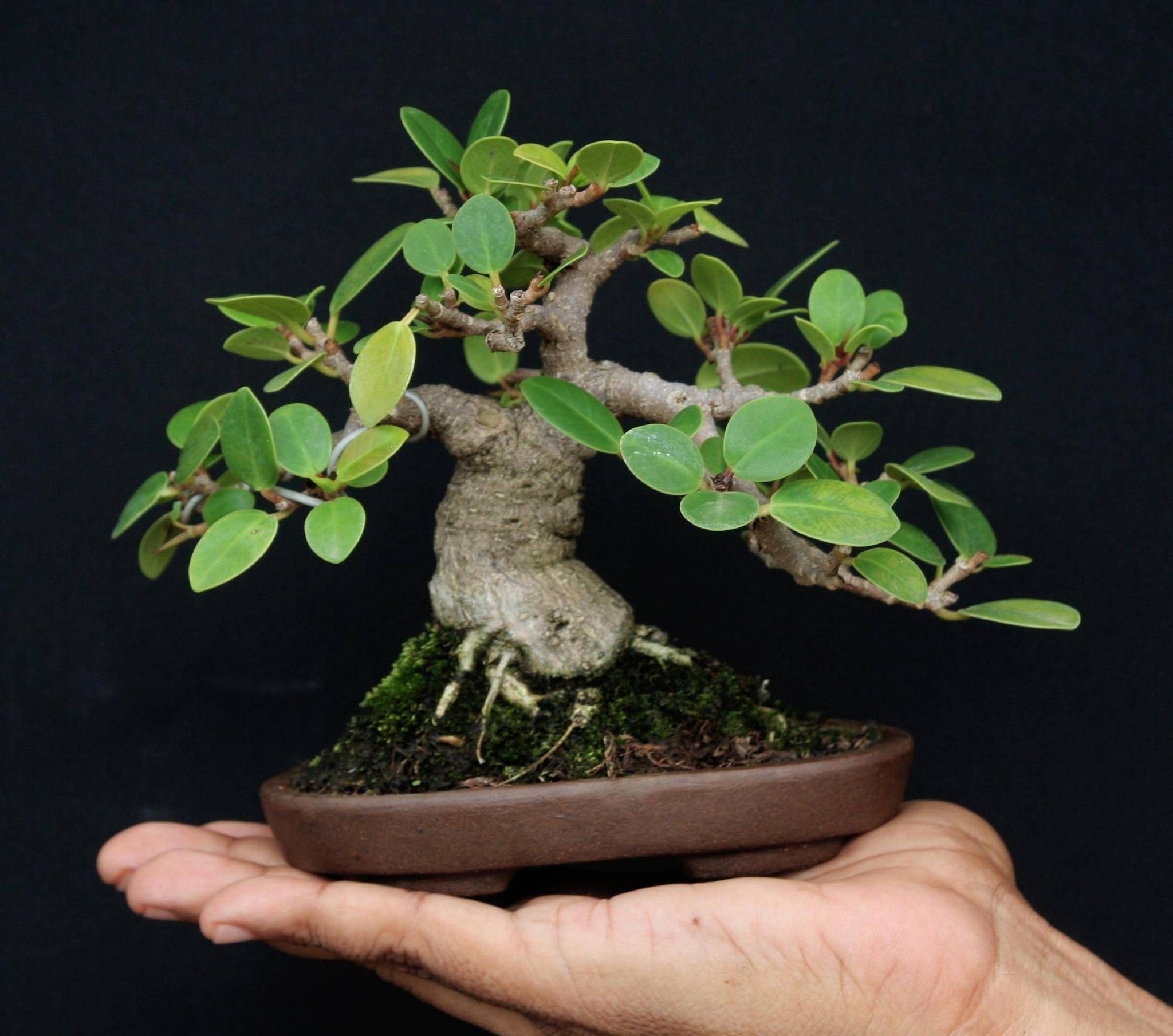 盆景欣赏:这么小巧的一棵树却不输苍天大树的挺拔真是奇妙