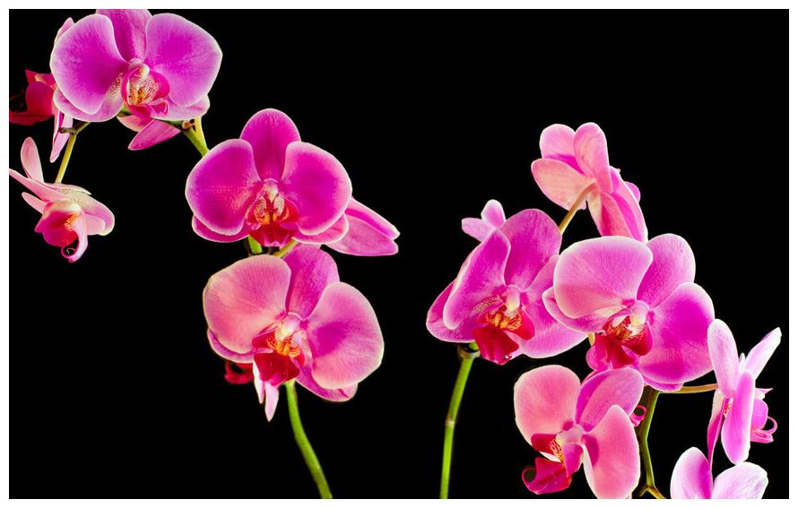 漂亮的蝴蝶兰是好多人的噩梦 那么该如何养护蝴蝶兰呢