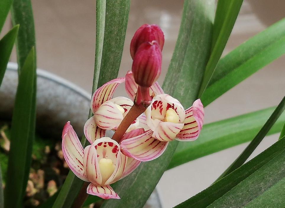 花色艳丽,香味扑鼻,开花后自带仙气|七彩|兰花|花色_新浪新闻