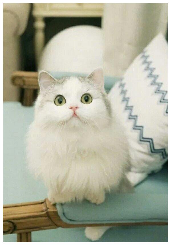 水瓶座适合宠着的几个理由