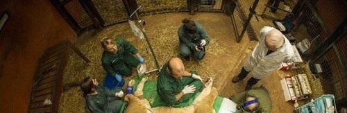 英国的一位宠物医生只能上门服务,因为他的“病人”体型太大了休闲区蓝鸢梦想 - Www.slyday.coM 英国的一位宠物医生只能上门服务,因为他的“病人”体型太大了休闲区蓝鸢梦想 - Www.slyday.coM