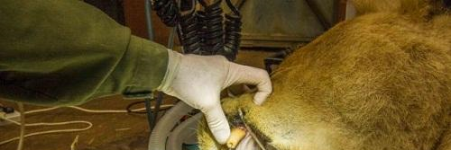 英国的一位宠物医生只能上门服务,因为他的“病人”体型太大了休闲区蓝鸢梦想 - Www.slyday.coM 英国的一位宠物医生只能上门服务,因为他的“病人”体型太大了休闲区蓝鸢梦想 - Www.slyday.coM