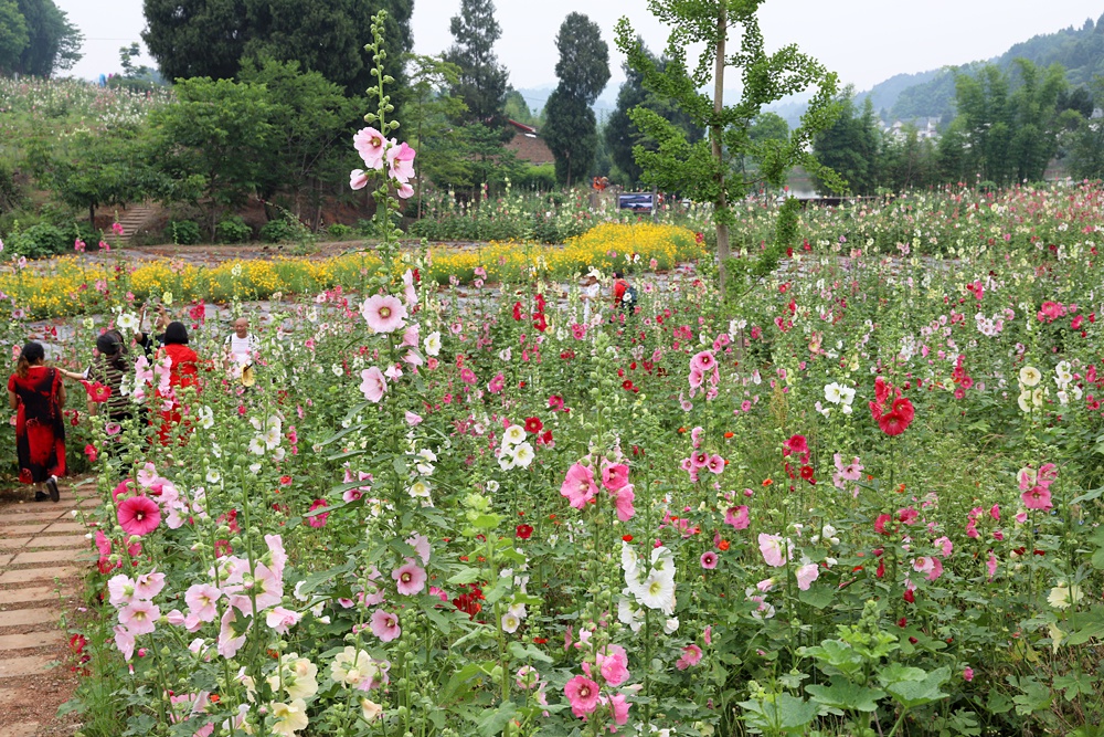 蜀葵天府之国四川贡献给世界最美的礼物